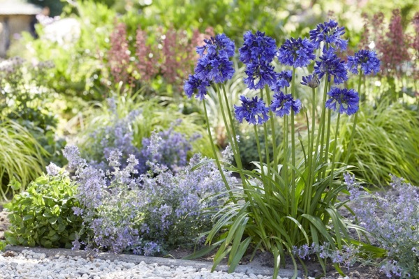 Agapanthus-Blue Thunder_Garden