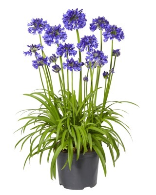 Agapanthus-Blue Thunder_Pot