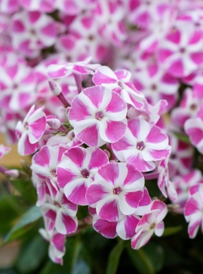 Phlox-Bambini Candy Crush_Close up flower
