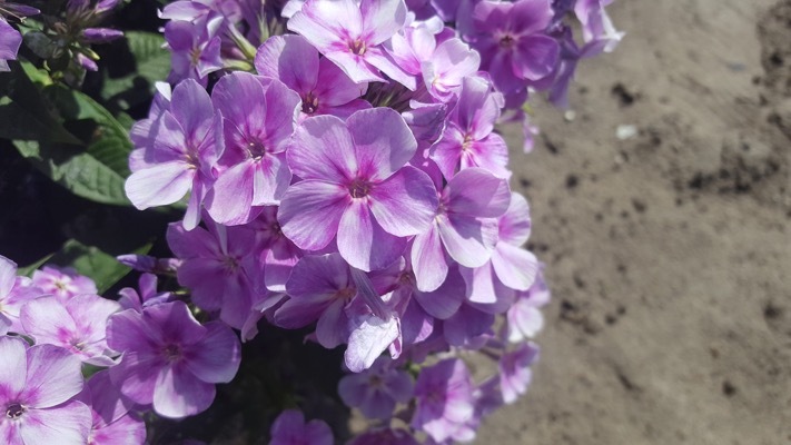 Phlox-Lucky Lilac_Close up flower