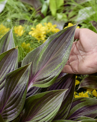 Hosta Red Ninja