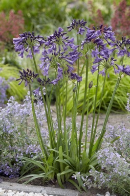 Agapanthus-Poppin Purple_Garden