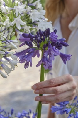 Agapanthus-Ever Amethyst_Close up flower