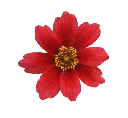 Coreopsis-Twinklebells Red_Close up flower