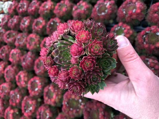 Sempervivum Ruby Lime