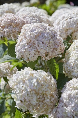 Hydrangea-Marshmallow_Flower