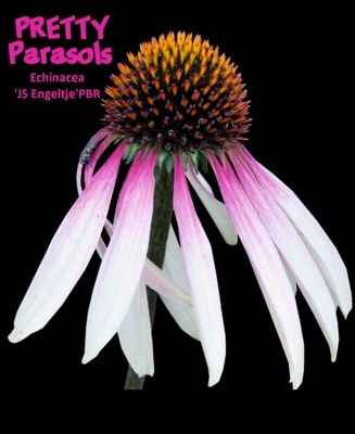 Echniacea-Pretty Parasols_Close up flower