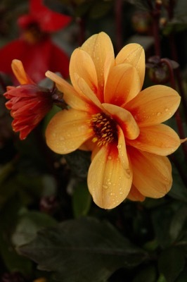 Dahlia-Dreamy Eyes_Close up flower