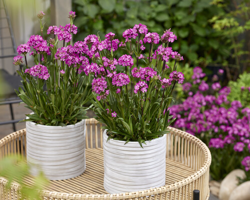Lychnis Cherry Bubbles
