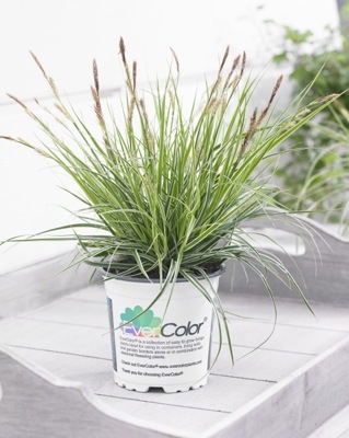 Carex-Everest_Pot
