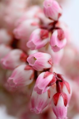 Pieris-Pink Frost_Close up flower