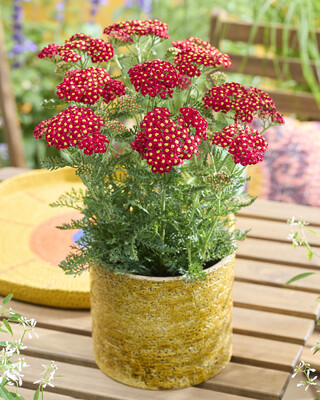Achillea Sea Breeze Red