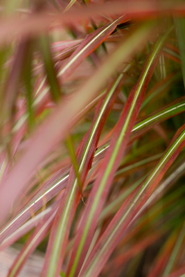 Miscanthus Lady in Red