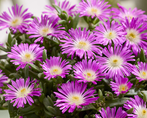 Delosperma Ocean Sunset Purple Flare