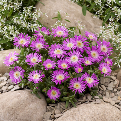 Delosperma Ocean Sunset Purple Flare