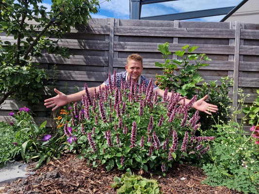 Agastache Beelicious Pink