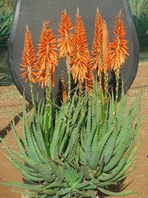 Aloe-Safari Orange_Flower