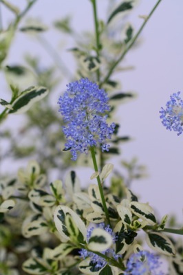 Ceanothus-Cool Blue_Flower