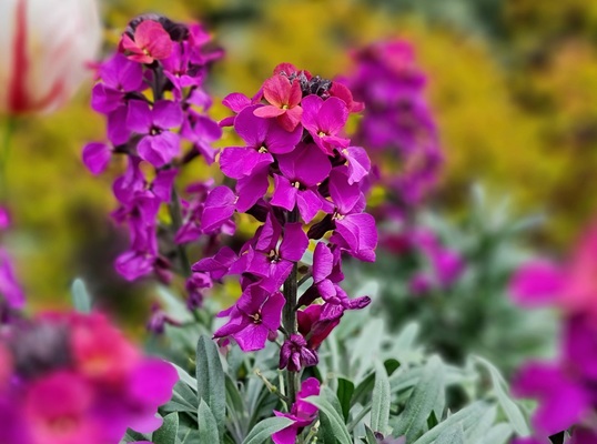 Erysimum Colour Vibe