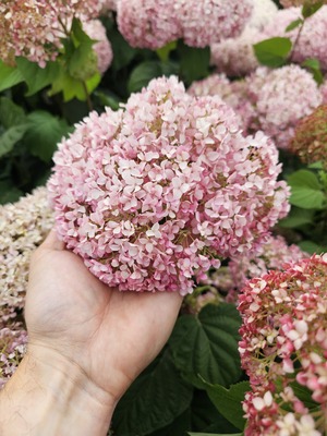 Hydrangea Standup Pink