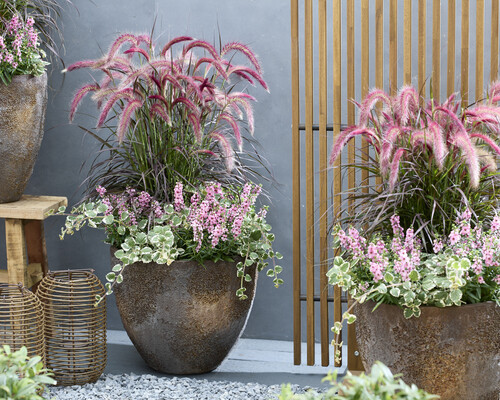 Pennisetum Tiny Tails