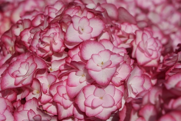 Hydrangea-Miss Saori_Close up  flower