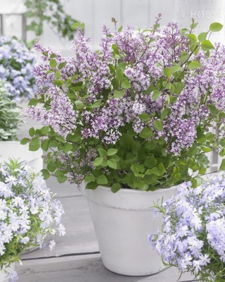 Syringa-Flowerfesta Purple_Patio