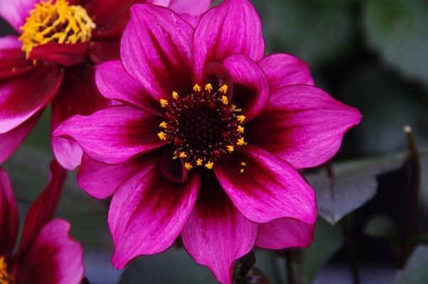 Dahlia-Dreamy Nights_Close up Flower