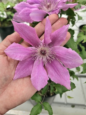 Clematis Bridgewater