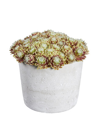 Sempervivum Lemon Flare