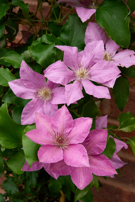 Clematis Bridgewater