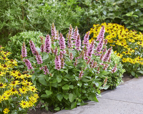 Agastache Beelicious Pink