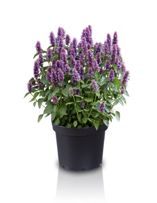 Agastache-Beelicious Purple_Pot