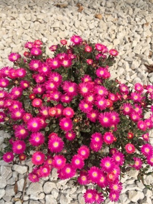 Delosperma-Jewel of Desert Amethyst_Garden
