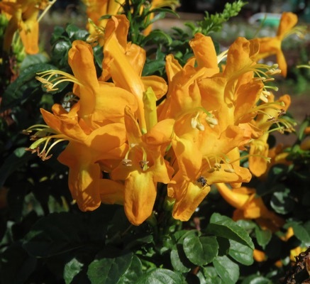 Tecomaria-Cape Town Orange Yellow_Flower