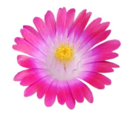 Delosperma-Jewel of Desert Amethyst_Close up flower