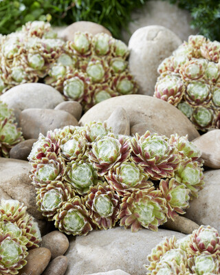Sempervivum Lemon Flare