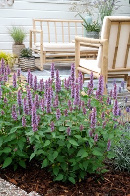 Agastache-Beelicious Purple_Garden
