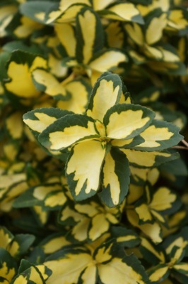 Euonymus-Summer Runner_Close up foliage