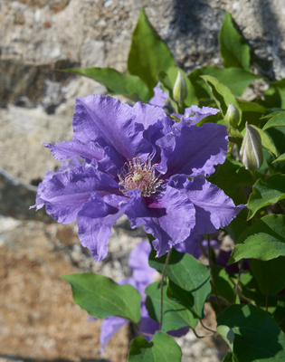 Clematis Baroness Fookes