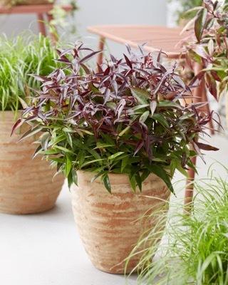 Leucothoe-Burning Love_Patio