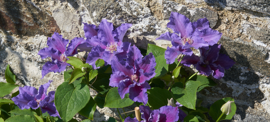 Clematis Baroness Fookes