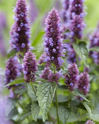 Agastache-Beelicious Purple_Close up flower