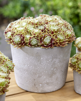 Sempervivum Lemon Flare