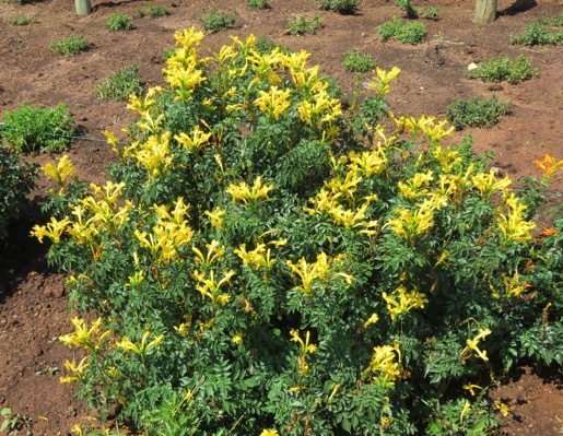 Tecomaria-Cape Town Yellow_Nursery