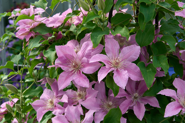 Clematis Bridgewater