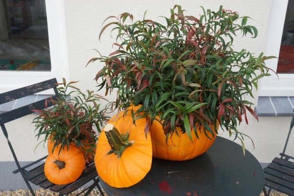 Leucothoe-Halloween_Patio