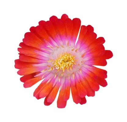 Delosperma-Jewel of Desert Grenade_Close up flower
