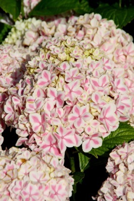 Hydrangea-Peppermint_Flower