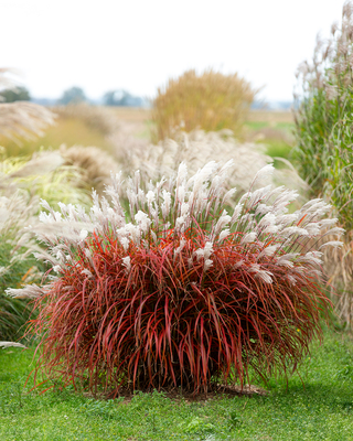 Miscanthus Lady in Red